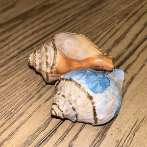 Shell Decor